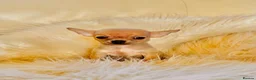 Chihuahua dogs for sale: 3 Male Extra Extra Small Chihuahua pups - Advert 27