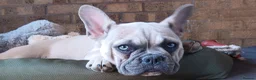 French Bulldog dogs for sale: Reduced £1000 1 Beautiful French Bulldog - Advert 5