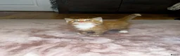 Mixed Breed cats for sale: Beautiful kittens for sale  in Stoke-on-Trent - Advert 10