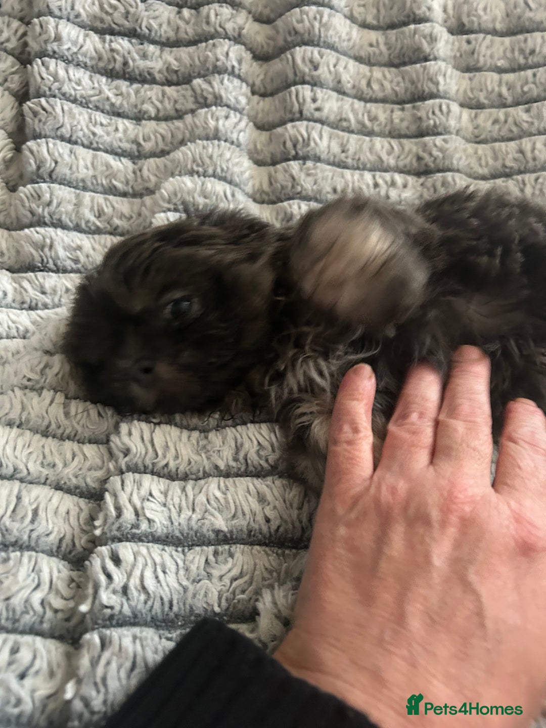 Shih Tzu dogs for sale: Gorgeous kc imperial Shih Tzu boy available  - Image 2