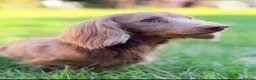 Dachshund dogs for sale: Miniature dachshund puppies for sale  - Advert 4