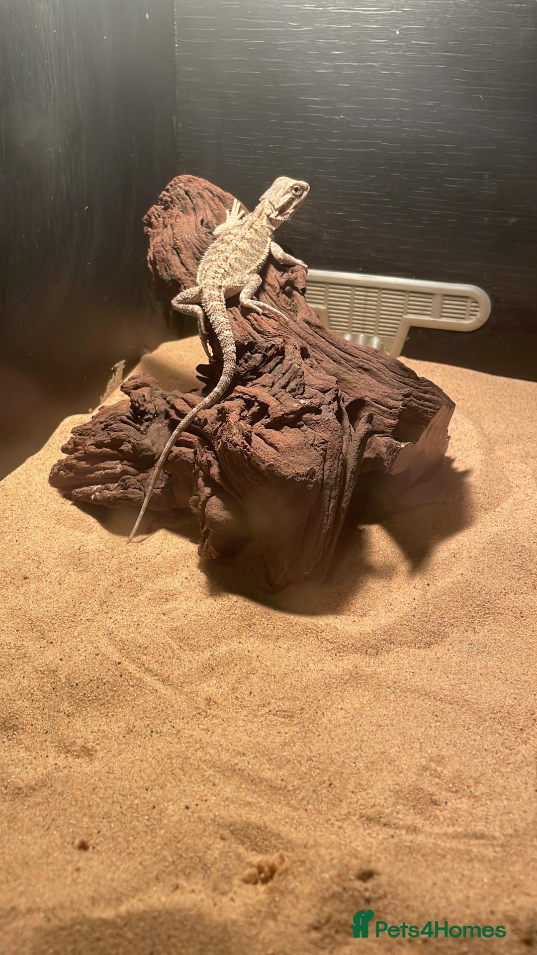 Bearded Dragon reptiles for sale: Young female bearded dragon - Advert 4