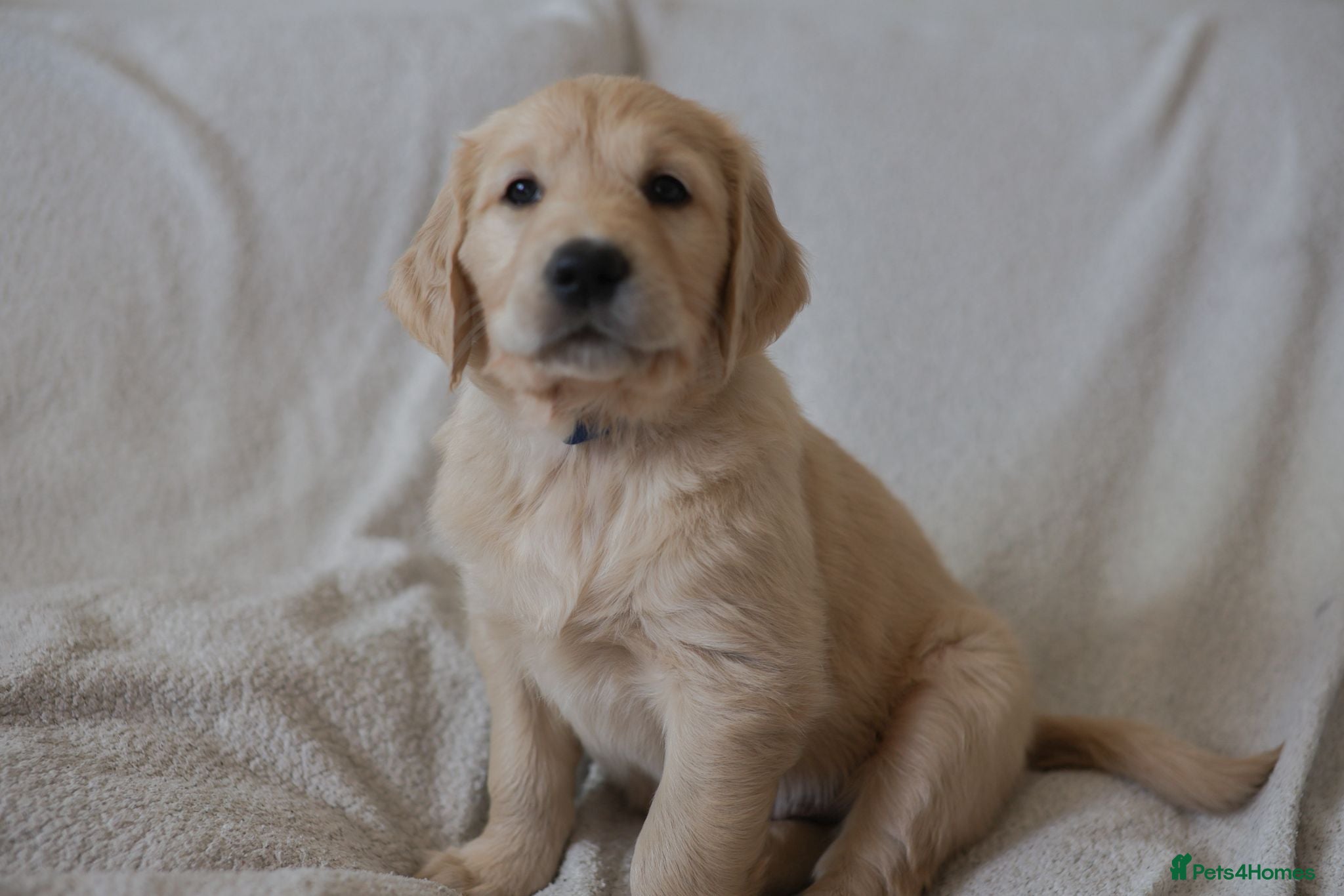 Golden Retriever dogs Only 2 Golden Retriever / Golador Puppies left - Advert 1