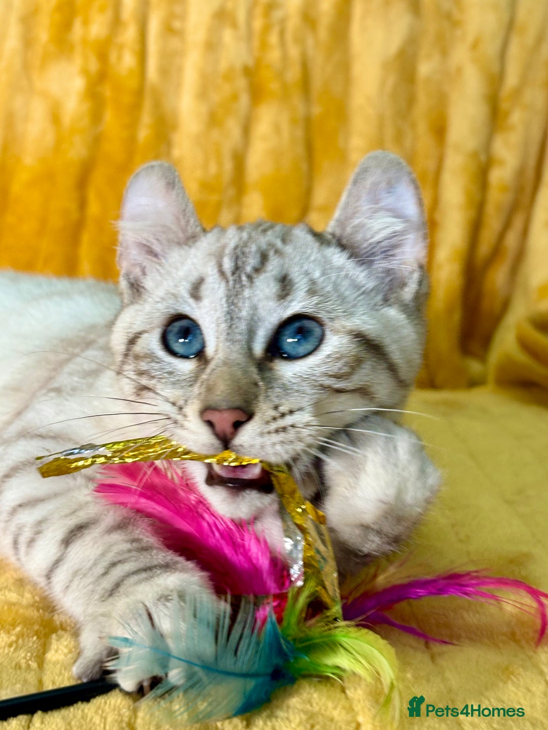 Keetso cats for sale: Superb polydactyl curled eared girl - Advert 1