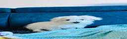 Maltese dogs for sale: ONE SMALL FLUFFY MALTESE BOY - Advert 3