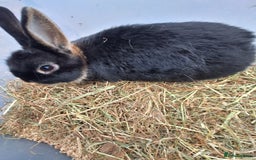 Netherland Dwarf rabbits for sale: Baby Netherland dwarf rabbits for sale £50 each  - Advert 6