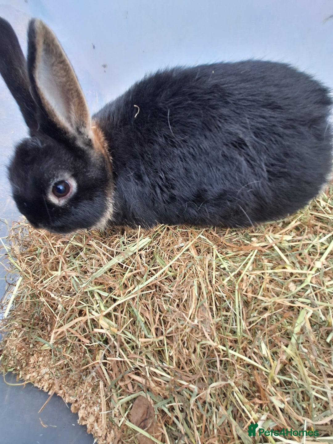Netherland Dwarf rabbits for sale: Baby Netherland dwarf rabbits for sale £50 each  - Advert 6