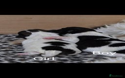 Shih Tzu dogs for sale: Gorgeous full breed Shih Tzu puppies - Image 15