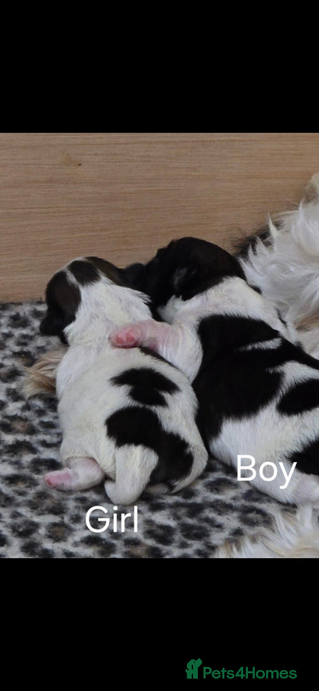 Shih Tzu dogs for sale: Gorgeous full breed Shih Tzu puppies - Image 15