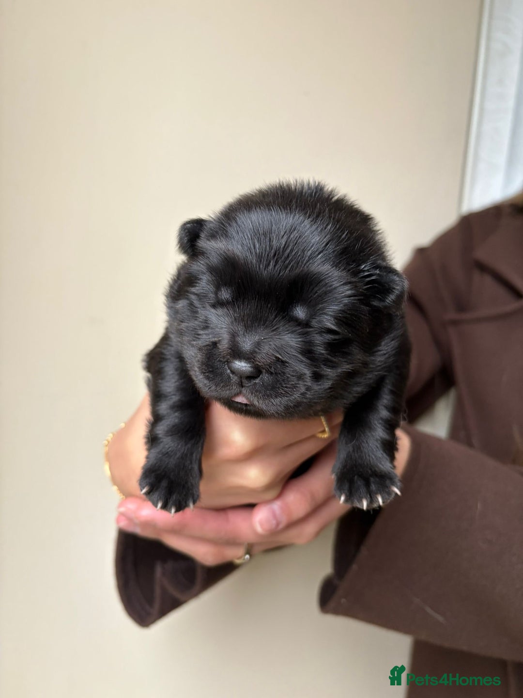 Chow Chow dogs for sale: Beautiful Black and Blue Chow Chow 🖤💙 - Advert 9