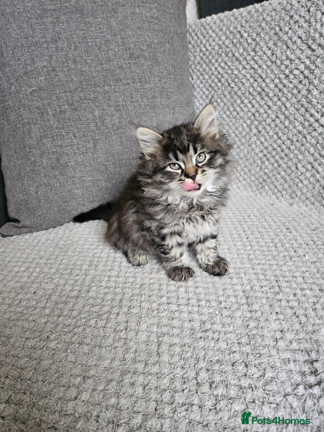 Siberian cats for sale: Pedigree Siberian Kittens from Loving Home - Advert 6