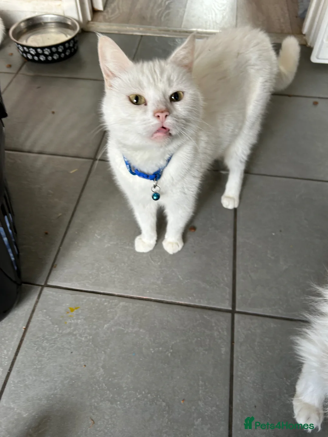 Mixed Breed cats for sale: Mixed breed - Advert 9