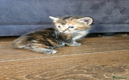 Mixed Breed cats for sale: 🐾 6 Adorable Kittens Looking for Loving Homes!  - Image 9