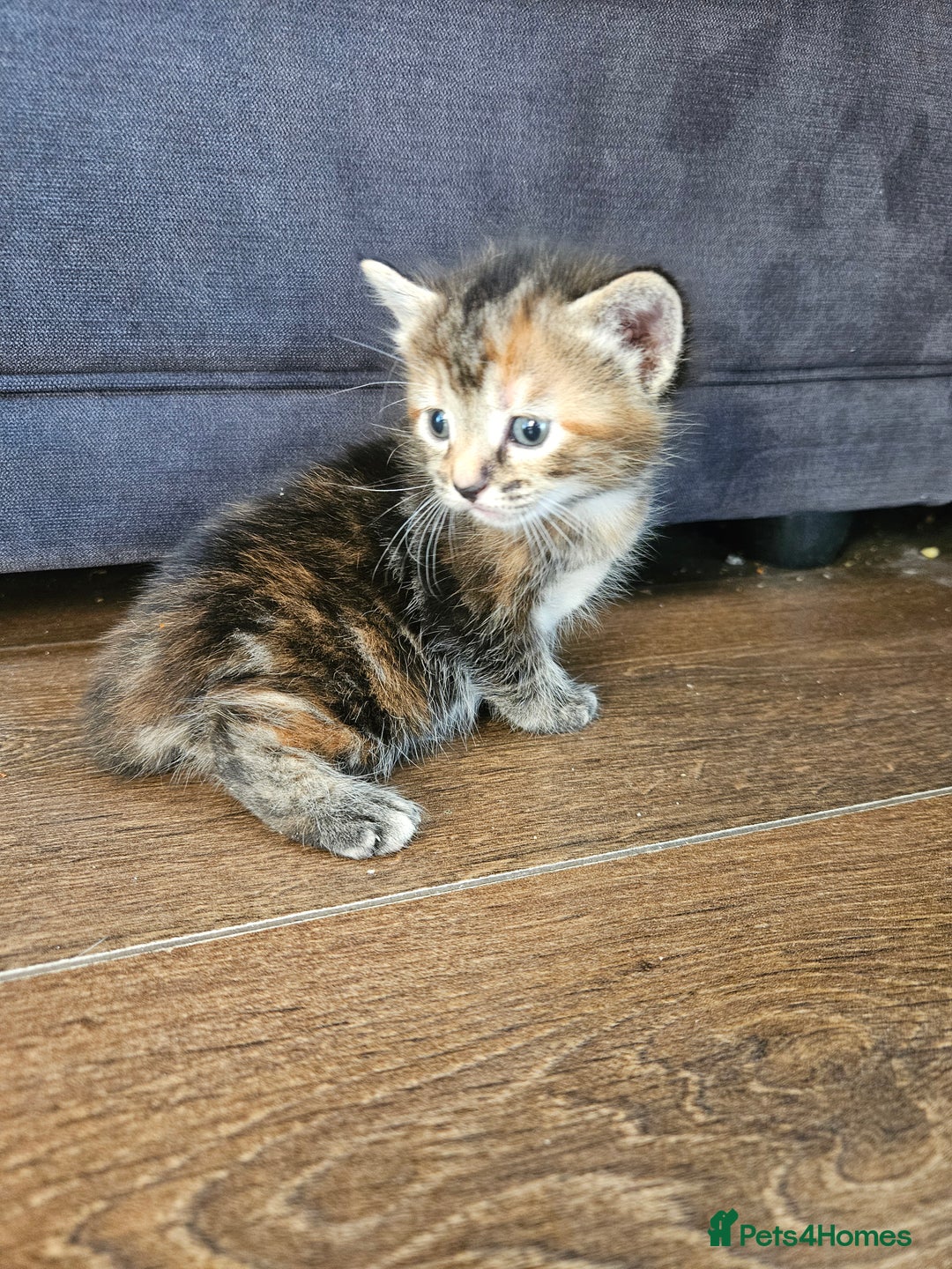 Mixed Breed cats for sale: 🐾 6 Adorable Kittens Looking for Loving Homes!  - Image 9