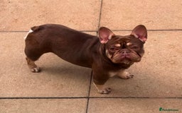 French Bulldog dogs for sale: Rojo & tan Female & Male - Image 3