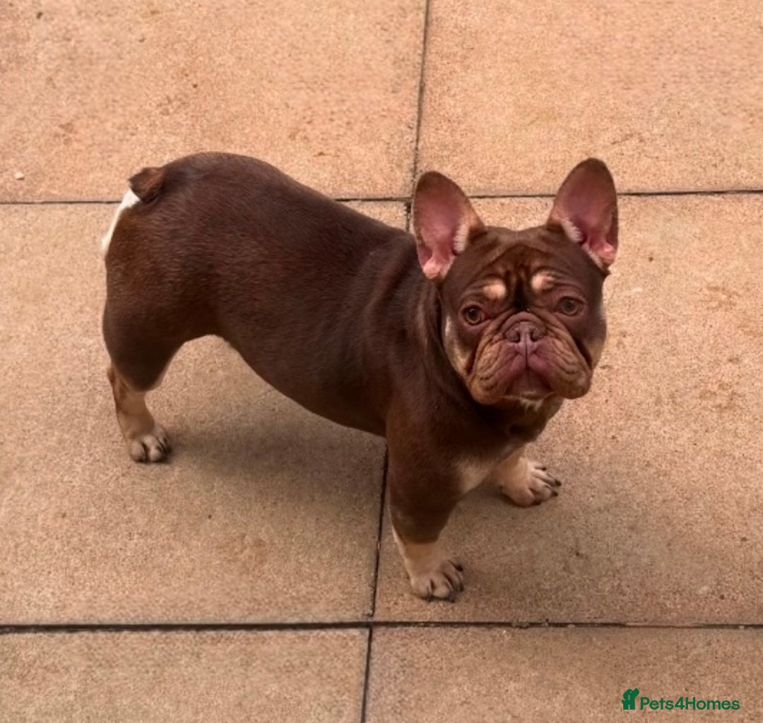 French Bulldog dogs for sale: Rojo & tan Female & Male - Image 3