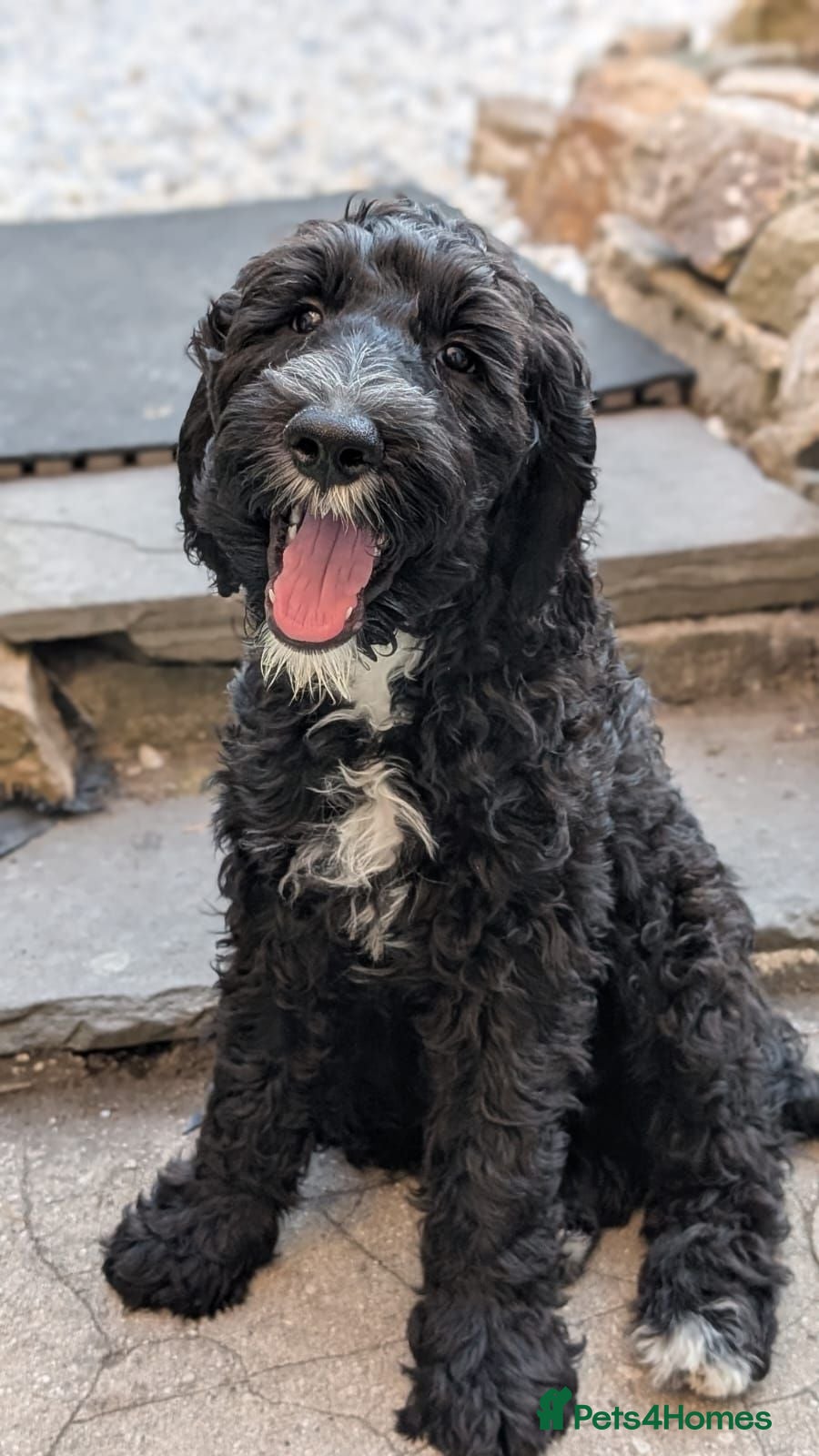 Sheepadoodle dogs F1b Sheepadoodles, **READY TO GO NOW**LAST ONE**** - Advert 11