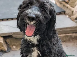 Sheepadoodle dogs F1b Sheepadoodles, **READY TO GO NOW**LAST ONE**** - Advert 1