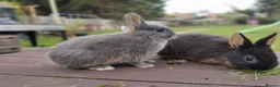Netherland Dwarf rabbits for sale: Netherland dwarf £100 each - Advert 9