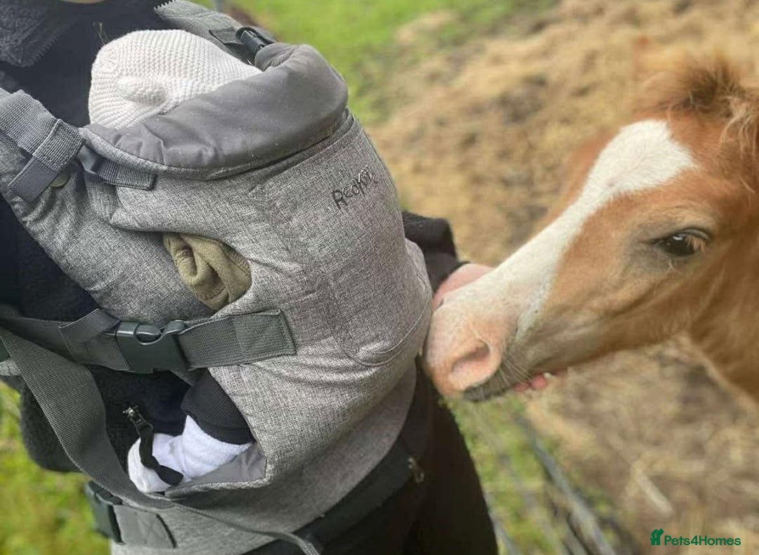 Welsh Section A horses for sale: Tame Gelding etm 11.2hh Kids Lead Rein Riding Pony - Advert 19