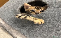 Bengal cats for sale: READY NOW beautiful Bengal Girl kittens TICA reg - Advert 22