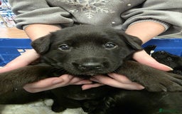 Mixed Breed dogs for sale: German shepherd x Working Labrador puppies  - Advert 10