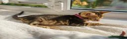 Bengal cats for sale: ONLY 4 LEFT - HEALTH/DNA TESTED BENGALS - Advert 24
