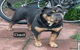Olde English Bulldogge dogs for sale: Olde english bulldog  - Image 22