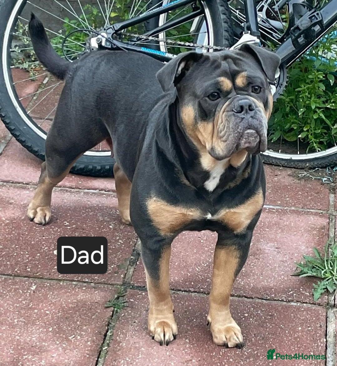 Olde English Bulldogge dogs for sale: Olde english bulldog  - Image 22
