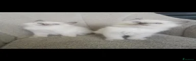 Ragdoll 4