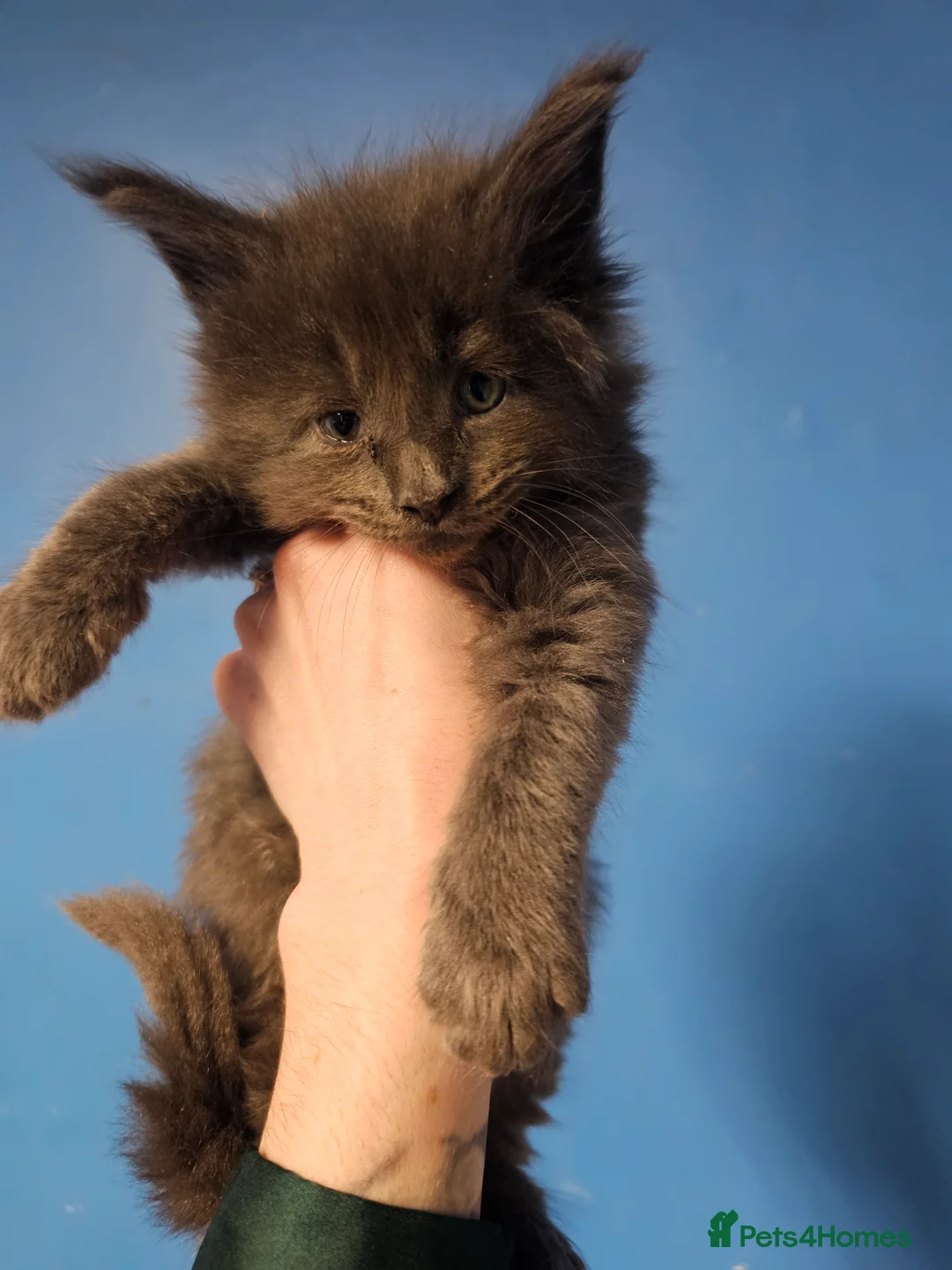 Maine Coon cats for sale: Blue Maine Coon Kittens in Dover - Advert 4