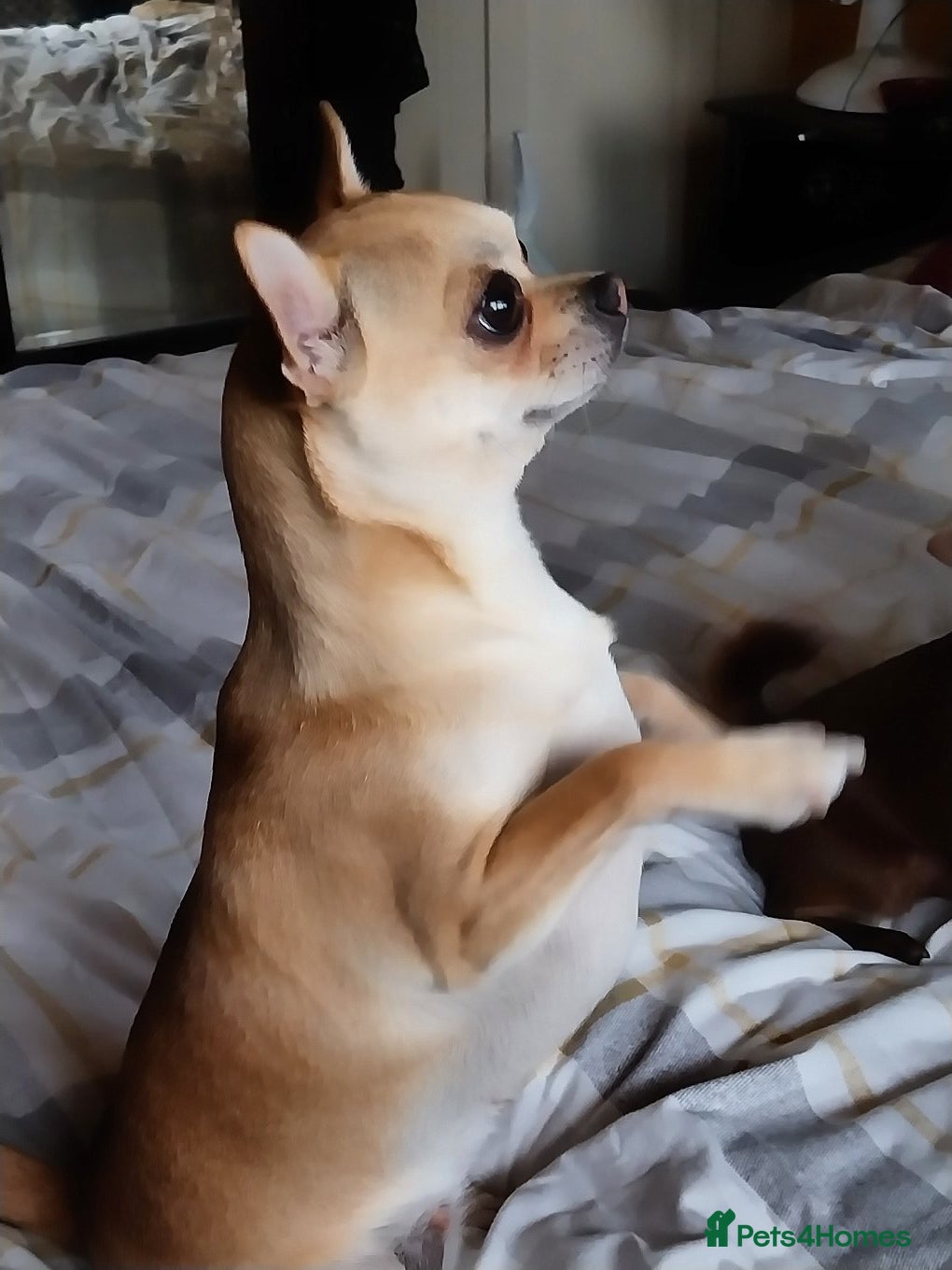 Chihuahua dogs Chihuahua puppies  - Advert 1