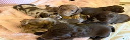 Mixed Breed dogs for sale: Doxie puppies  - Advert 26