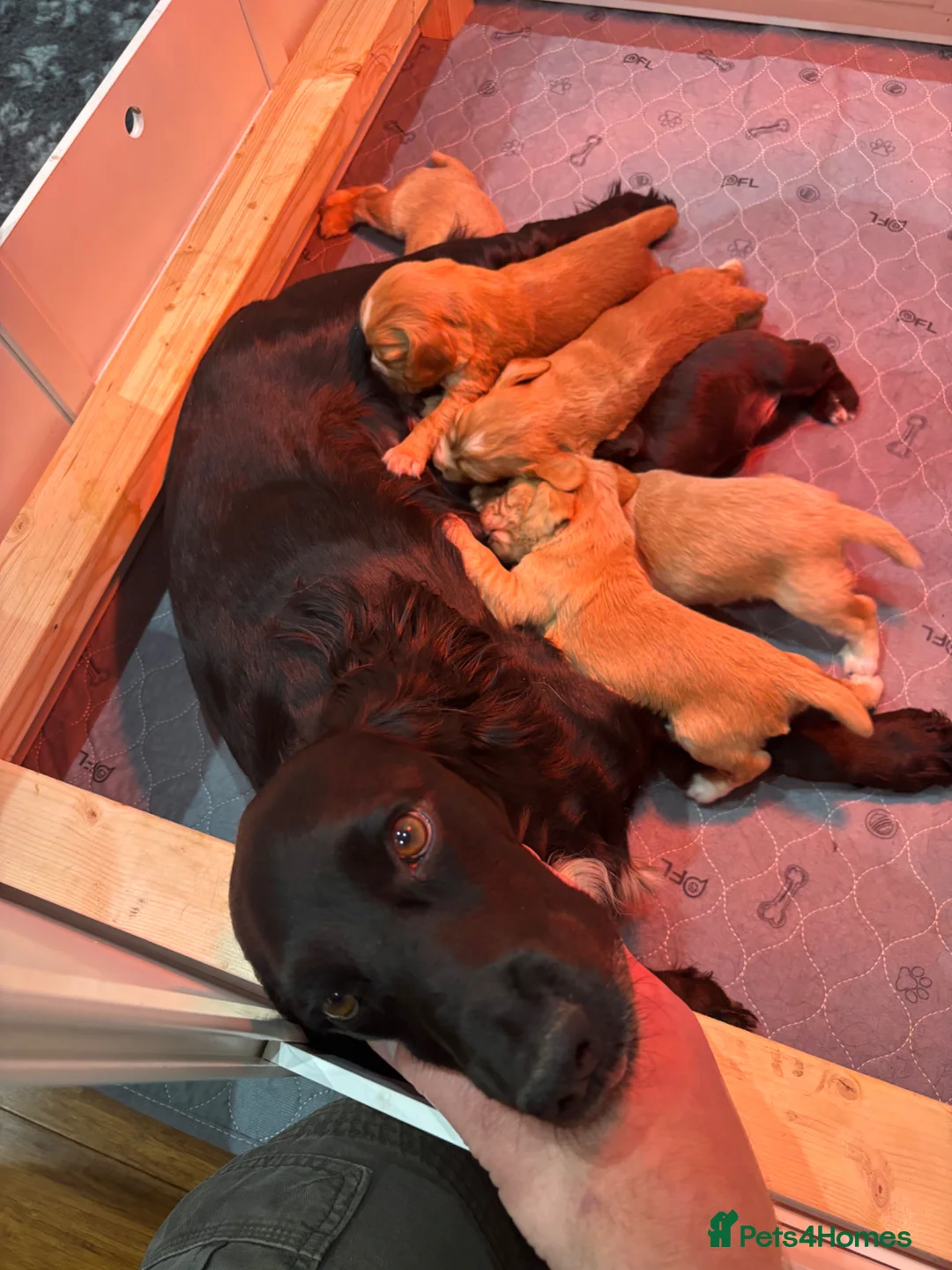 Cocker Spaniel dogs for sale: KC Working Cocker Spaniels - Advert 1