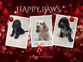 Cocker Spaniel dogs Show type unique markings cocker spaniel puppies - Advert 2