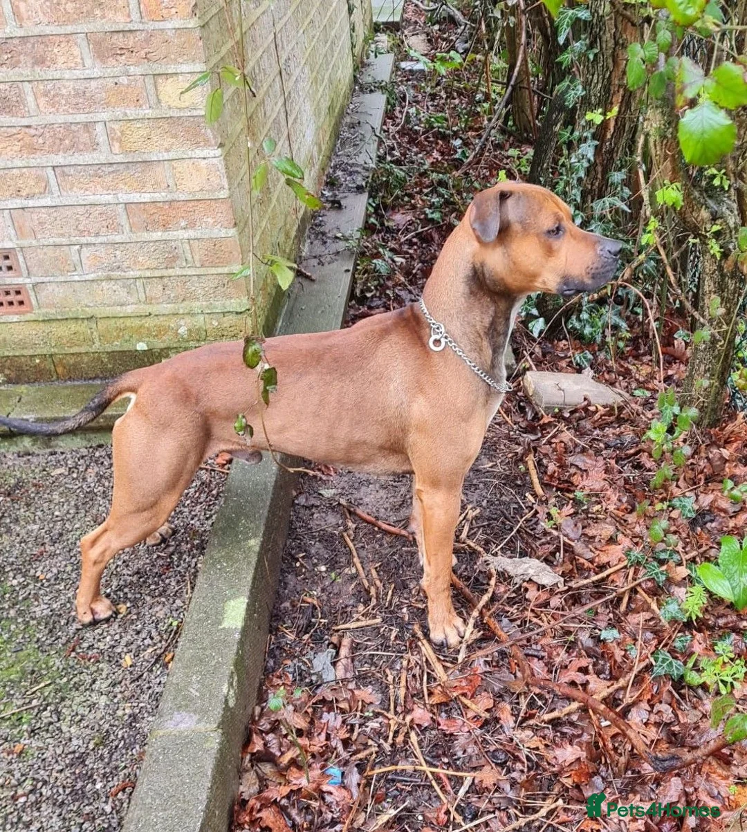 Mixed Breed dogs for adoption: JEFF 5yr old Staffie cross - Advert 2