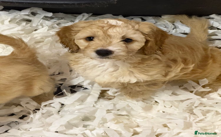 Cockapoo dogs - Advert 5