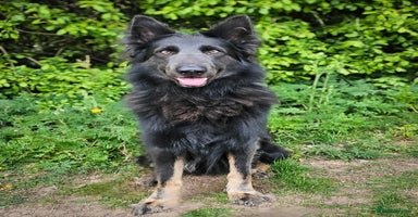 German Shepherd dogs - Advert 7