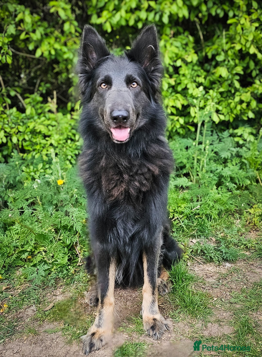 German Shepherd dogs for sale: 💠UPCOMING LITTER ENQUIRE TO FIND OUT MORE💠 - Image 3