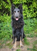 German Shepherd dogs - Advert 2