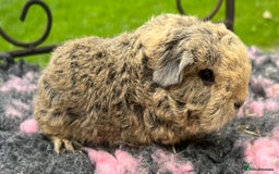 Guinea Pig rodents for sale: Guinea pigs, breed- Sheltie, Coronet, Texel,Merino - Image 8