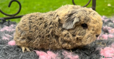 Guinea Pig rodents - Advert 4