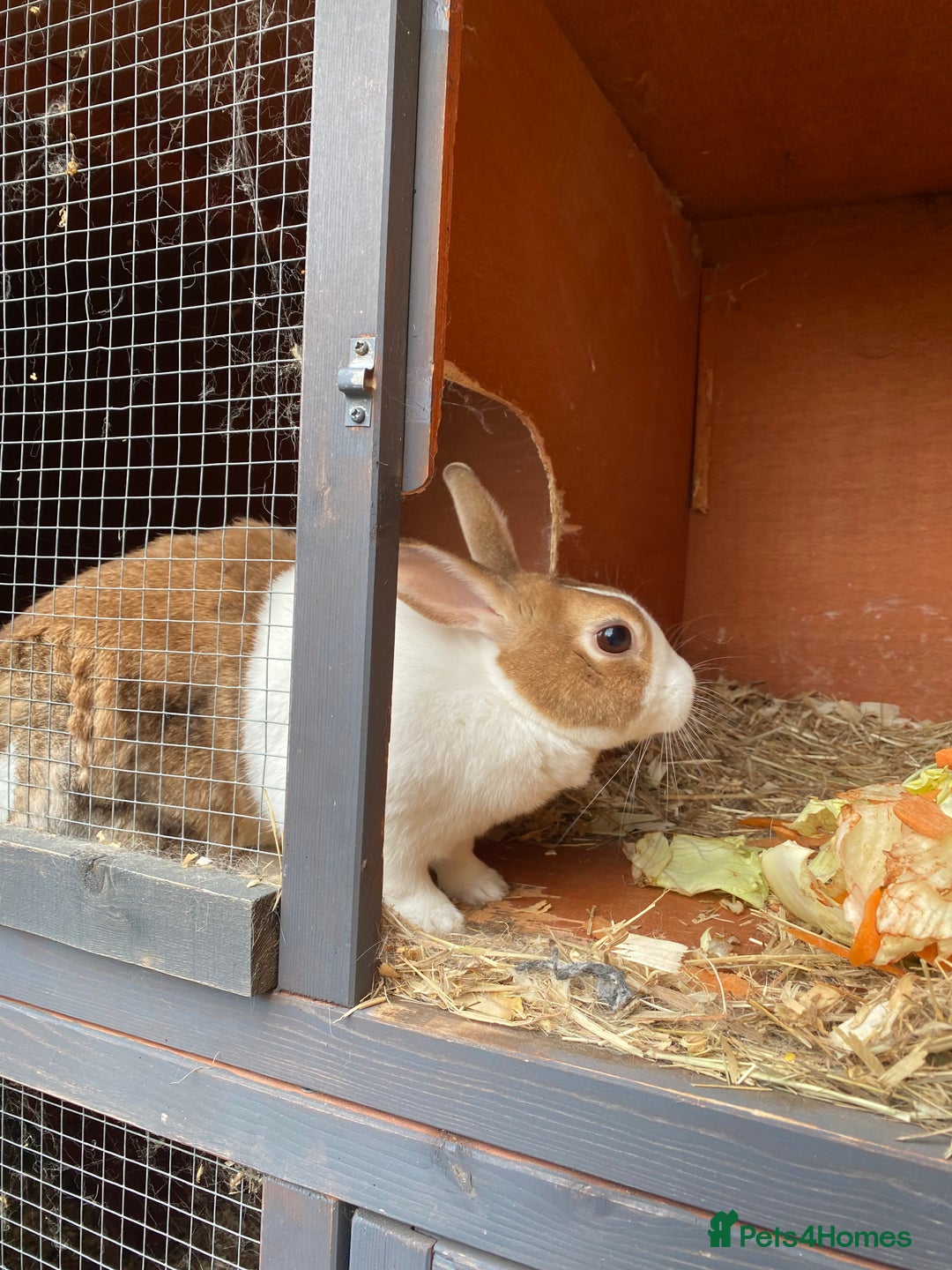 Dutch rabbits for sale: Female Dutch rabbit - Image 2