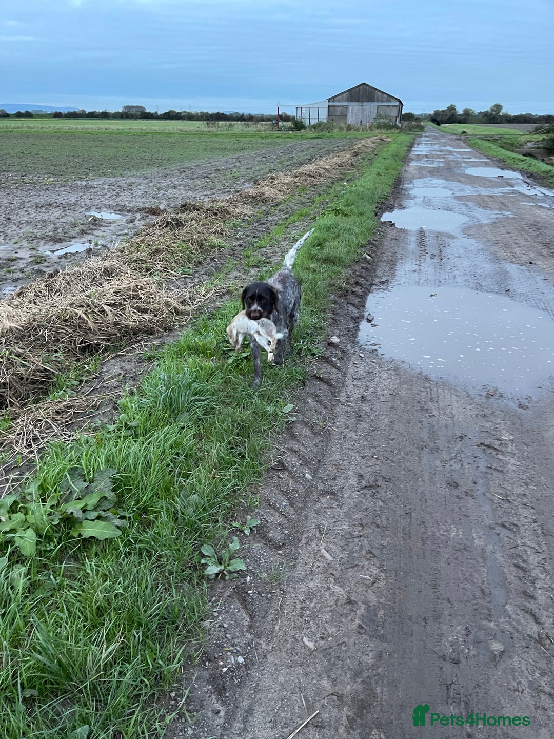 German Wirehaired Pointer dogs for sale: German wired haired stunning pointer pups  in Preston - Image 24