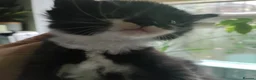 Mixed Breed cats for sale: Last 3 beautiful kittens - Advert 7