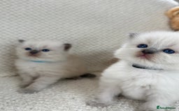 Ragdoll cats for sale: Stunning Bluepoint Ragdoll Kittens for sale - Image 18