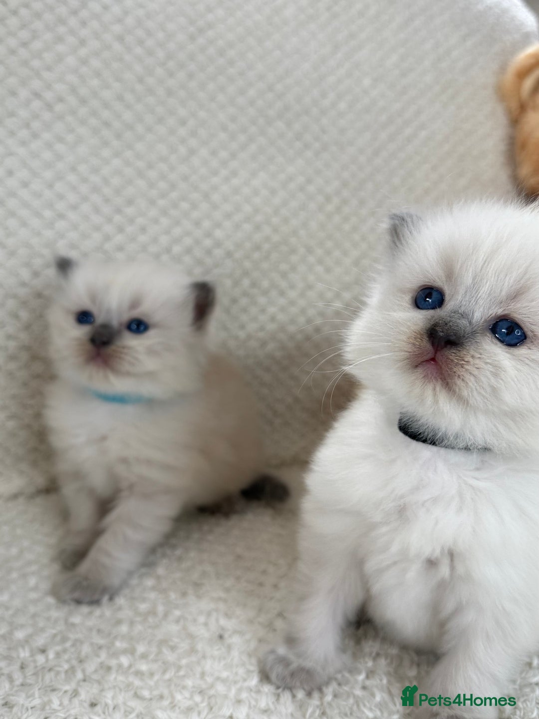 Ragdoll cats for sale: Stunning Bluepoint Ragdoll Kittens for sale - Image 18