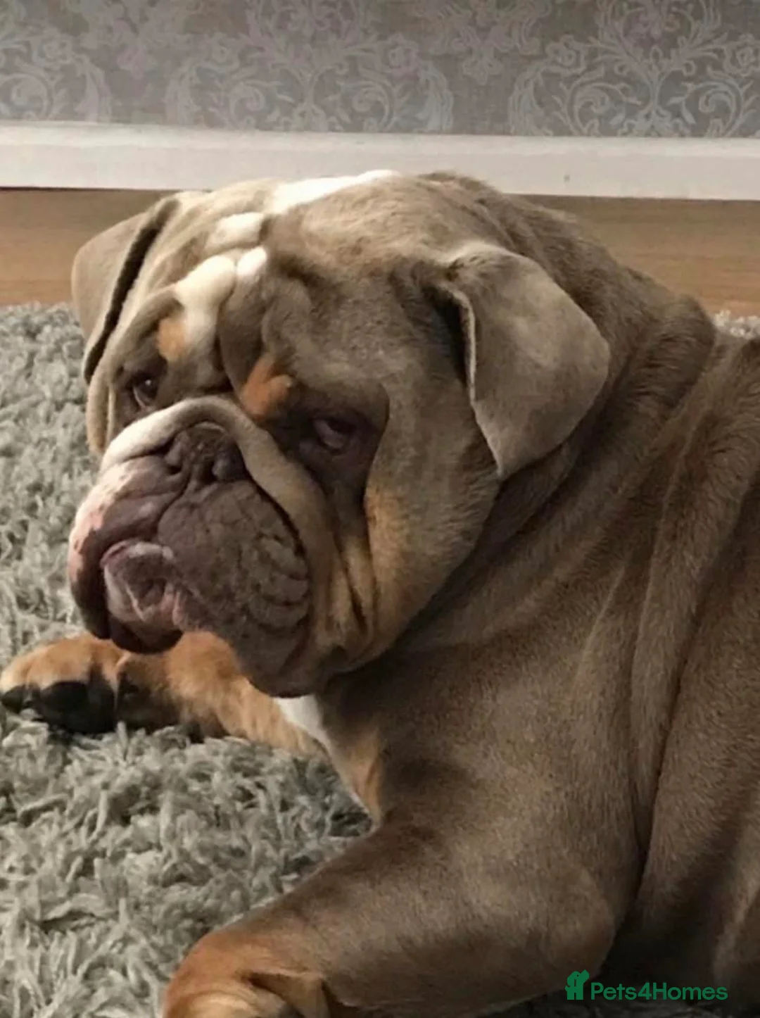 English Bulldog dogs for sale: Our beautiful willow  in Portsmouth - Advert 1