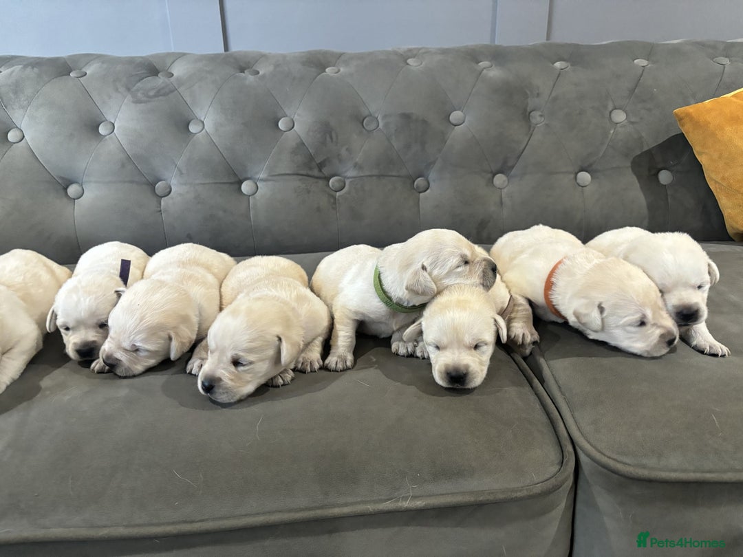 Labrador Retriever dogs for sale: New Litter of Labradors - Ready for Training  - Advert 2