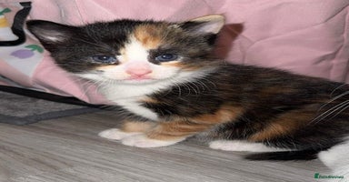 Mixed Breed cats - Advert 1